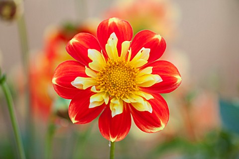ASTON_POTTERY_OXFORDSHIRE_CLOSE_UP_PLANT_PORTRAIT_OF_THE_YELLOW_ORANGE_FLOWER_OF_DAHLIA_POOH_SUMMER_