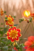 ASTON POTTERY, OXFORDSHIRE: CLOSE UP PLANT PORTRAIT OF THE YELLOW, ORANGE FLOWER OF DAHLIA POOH. SUMMER, PERENNIALS, FLOWERING, BICOLOURED: