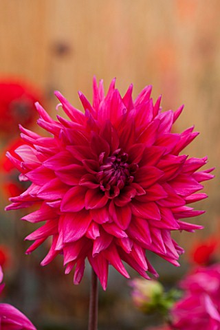 ASTON_POTTERY_OXFORDSHIRE_CLOSE_UP_PLANT_PORTRAIT_OF_THE_PINK_FLOWER_OF_DAHLIA_NORBECK_DUSKY_SUMMER_