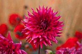 ASTON POTTERY, OXFORDSHIRE: CLOSE UP PLANT PORTRAIT OF THE PINK FLOWER OF DAHLIA NORBECK DUSKY. SUMMER, PERENNIALS, FLOWERING, CACTUS, SEMI