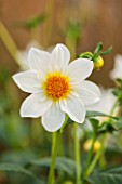 ASTON POTTERY, OXFORDSHIRE: CLOSE UP PLANT PORTRAIT OF THE WHITE FLOWER OF DAHLIA BRIDAL BOUQUET. SUMMER, PERENNIALS, FLOWERING