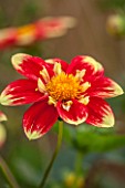 ASTON POTTERY, OXFORDSHIRE: CLOSE UP PLANT PORTRAIT OF THE RED, YELLOW FLOWER OF DAHLIA DANUM TORCH. SUMMER, PERENNIALS, FLOWERING, PETALS, STRIPED, PATTERNED