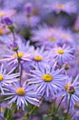 ASTON POTTERY, OXFORDSHIRE: CLOSE UP PLANT PORTRAIT OF THE BLUE FLOWERS OF MICHAELMAS DAISY - ASTER X FRIKARTII WUNDER VON STAFA . LATE, SUMMER, FLOWERING, PERENNIAL, PETALS