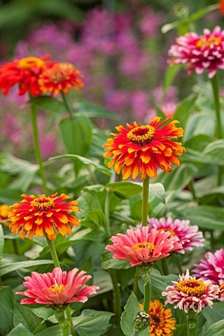 ASTON_POTTERY_OXFORDSHIRE_CLOSE_UP_PLANT_PORTRAIT_OF_THE_ORANGE_RED_FLOWERS_OF_ZINNIA_ELEGANS_ZOWIE_