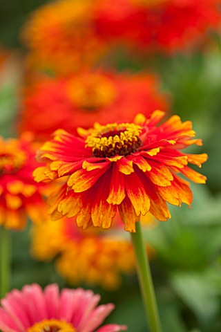 ASTON_POTTERY_OXFORDSHIRE_CLOSE_UP_PLANT_PORTRAIT_OF_THE_ORANGE_RED_FLOWERS_OF_ZINNIA_ELEGANS_ZOWIE_