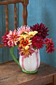 PETTIFERS, OXFORDSHIRE: INDOOR STILL LIFE IN KITCHEN OF DAHLIAS IN A JUG. CHAIR, WALL, BLUE, DAHLIA, FLOWER, INSIDE, SEPTEMBER
