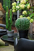 ABIGAIL AHERN HOUSE, LONDON: TOWN GARDEN - OUTDOOR PATIO AREA - BLACK BENCH, BLACK CHAIR, BLACK TABLE, FAUX CACTUS IN BLACK CONTAINER, HYDRANGEA, PATIO, PATH, PAVING