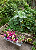 HENRIETTA COURTAULDS HOUSE, NOTTING HILL, LONDON: THE LAND GARDENERS - VIEW ONTO SMALL TOWN GARDEN. PATIO, TERRACE, STEPS, TABLE WITH CUT DAHLIA FLOWERS. GREEN, URBAN