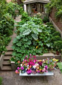 HENRIETTA COURTAULDS HOUSE, NOTTING HILL, LONDON: THE LAND GARDENERS - VIEW ONTO SMALL TOWN GARDEN. PATIO, TERRACE, STEPS, TABLE WITH CUT DAHLIA FLOWERS. GREEN, URBAN, SHED