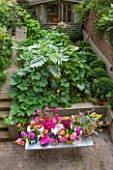 HENRIETTA COURTAULDS HOUSE, NOTTING HILL, LONDON: THE LAND GARDENERS - VIEW ONTO SMALL TOWN GARDEN. PATIO, TERRACE, STEPS, TABLE WITH CUT DAHLIA FLOWERS. GREEN, SHED, HOME OFFICE