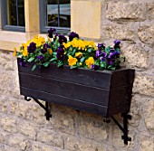 WINTER FLOWERING PANSIES IN A WOODEN WINDOW BOX ON THE WALL OF THE LYGON ARMS  GLOUCESTERSHIRE.