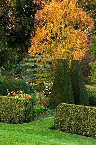 PETTIFERS_OXFORDSHIRE_LOWER_PARTERRE__CLIPPED_TOPIARY_HEDGING__YEW_BETULA_ERMANII_AUTUMN_SEPTEMBER_G