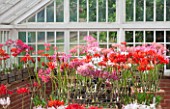 GUERNSEY NERINE FESTIVAL: THE RESTORED VICTORIAN GLASSHOUSE, CANDIE GARDENS, OCTOBER. NERINES IN TERRACOTTA CONTAINERS. NERINE, PINK, FLOWERS, BULBS