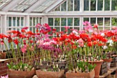 GUERNSEY NERINE FESTIVAL: THE RESTORED VICTORIAN GLASSHOUSE, CANDIE GARDENS, OCTOBER. NERINES IN TERRACOTTA CONTAINERS. NERINE, PINK, FLOWERS, BULBS