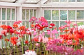 GUERNSEY NERINE FESTIVAL: THE RESTORED VICTORIAN GLASSHOUSE, CANDIE GARDENS, OCTOBER. NERINES IN OLD WOODEN CRATE CONTAINERS. NERINE, PINK, FLOWERS, BULBS
