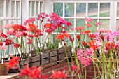 GUERNSEY NERINE FESTIVAL: THE RESTORED VICTORIAN GLASSHOUSE, CANDIE GARDENS, OCTOBER. NERINES IN OLD WOODEN CRATE CONTAINERS. NERINE, PINK, FLOWERS, BULBS