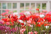 GUERNSEY NERINE FESTIVAL: THE RESTORED VICTORIAN GLASSHOUSE, CANDIE GARDENS, OCTOBER. NERINES IN OLD WOODEN CRATE CONTAINERS. NERINE, PINK, RED, FLOWERS, BULBS