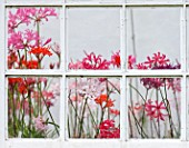 GUERNSEY NERINE FESTIVAL: NERINES SEEN THROUGH THE WINDOW OF THE LOWER GLASSHOUSE, CANDIE GARDENS