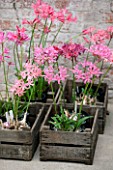 GUERNSEY NERINE FESTIVAL: NERINES IN WOODEN BOXES IN THE LOWER GLASSHOUSE, CANDIE GARDENS. PINK, FLOWERS, BULB, BULBS, CUT, CUTTING