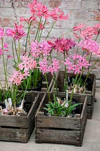 GUERNSEY_NERINE_FESTIVAL_NERINES_IN_WOODEN_BOXES_IN_THE_LOWER_GLASSHOUSE_CANDIE_GARDENS_PINK_FLOWERS