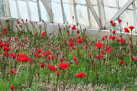 GUERNSEY_NERINE_FESTIVAL_RED__PINK_FLOWERS_OF_NERINE_SARNIENSIS__GUERNSEY_LILY__IN_GREENHOUSE_OF_ROG