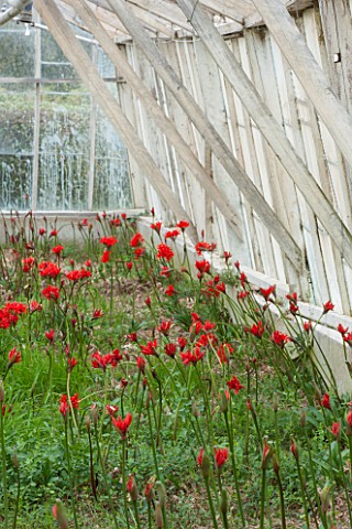 GUERNSEY_NERINE_FESTIVAL_RED__PINK_FLOWERS_OF_NERINE_SARNIENSIS__GUERNSEY_LILY__IN_GREENHOUSE_OF_ROG