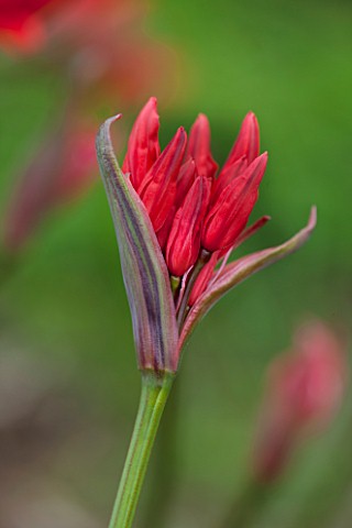 GUERNSEY_NERINE_FESTIVAL_CLOSE_UP_PLANT_PORTRAIT_OF_THE_RED__PINK_FLOWERS_OF_NERINE_SARNIENSIS__GUER