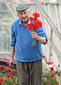 GUERNSEY NERINE FESTIVAL: COMMERCIAL NERINE GROWER ROGER BEAUSIRE CUTTING NERINE SARNIENSIS - GUERNSEY LILY - IN HIS GREENHOUSE. FLOWERS, CUTTING