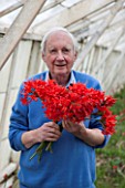 GUERNSEY NERINE FESTIVAL: COMMERCIAL NERINE GROWER ROGER BEAUSIRE CUTTING NERINE SARNIENSIS - GUERNSEY LILY - IN HIS GREENHOUSE. FLOWERS, CUTTING