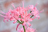 GUERNSEY NERINE FESTIVAL: CLOSE UP PLANT PORTRAIT OF THE PINK FLOWERS OF NERINE EARLY SNOW X KH WHITE 94. BULB, FLOWERING, BULBOUS, GUERNSEY, LILY