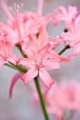 GUERNSEY NERINE FESTIVAL: CLOSE UP PLANT PORTRAIT OF THE PINK FLOWERS OF NERINE EARLY SNOW X KH WHITE 94. BULB, FLOWERING, BULBOUS, GUERNSEY, LILY