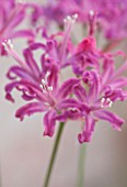 GUERNSEY NERINE FESTIVAL: CLOSE UP PLANT PORTRAIT OF THE PINK FLOWERS OF NERINE QUEST. BULB, FLOWERING, BULBOUS, GUERNSEY, LILY