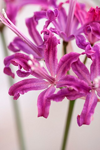 GUERNSEY_NERINE_FESTIVAL_CLOSE_UP_PLANT_PORTRAIT_OF_THE_PINK_FLOWERS_OF_NERINE_QUEST_BULB_FLOWERING_