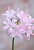 GUERNSEY NERINE FESTIVAL: CLOSE UP PLANT PORTRAIT OF THE PINK FLOWERS OF NERINE ALISON BROWN. BULB, FLOWERING, BULBOUS, GUERNSEY, LILY