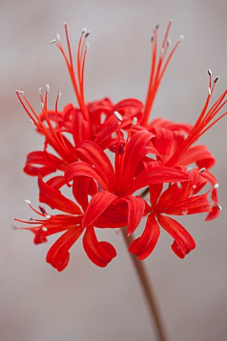GUERNSEY_NERINE_FESTIVAL_CLOSE_UP_PLANT_PORTRAIT_OF_THE_PINK_FLOWERS_OF_NERINE_BULB_FLOWERING_BULBOU
