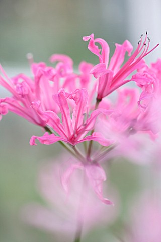 GUERNSEY_NERINE_FESTIVAL_CLOSE_UP_PLANT_PORTRAIT_OF_THE_PINK_FLOWERS_OF_NERINE_LADY_FOLEY_BULB_FLOWE