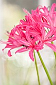 GUERNSEY NERINE FESTIVAL: CLOSE UP PLANT PORTRAIT OF THE PINK FLOWERS OF NERINE RUSHMERE STAR. BULB, FLOWERING, BULBOUS, GUERNSEY, LILY