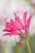 GUERNSEY NERINE FESTIVAL: CLOSE UP PLANT PORTRAIT OF THE PINK FLOWERS OF NERINE RUSHMERE STAR. BULB, FLOWERING, BULBOUS, GUERNSEY, LILY