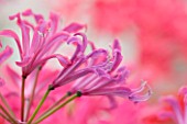GUERNSEY NERINE FESTIVAL: CLOSE UP PLANT PORTRAIT OF THE PINK FLOWERS OF NERINE FLAMENCO. BULB, FLOWERING, BULBOUS, GUERNSEY, LILY