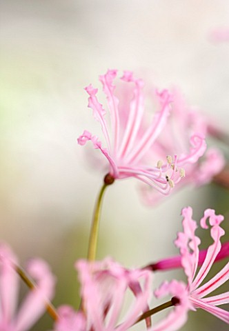GUERNSEY_NERINE_FESTIVAL_CLOSE_UP_PLANT_PORTRAIT_OF_THE_PINK_FLOWERS_OF_NERINE_HUMILIS_BULB_FLOWERIN