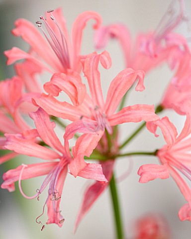 GUERNSEY_NERINE_FESTIVAL_CLOSE_UP_PLANT_PORTRAIT_OF_THE_PINK_FLOWERS_OF_NERINE_LADY_FOLEY_BULB_FLOWE