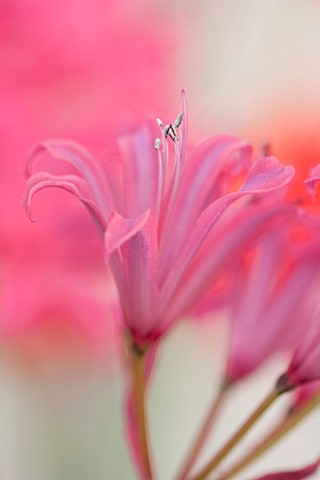 GUERNSEY_NERINE_FESTIVAL_CLOSE_UP_PLANT_PORTRAIT_OF_THE_PINK_FLOWERS_OF_NERINE_FLAMENCO_BULB_FLOWERI