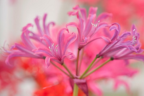 GUERNSEY_NERINE_FESTIVAL_CLOSE_UP_PLANT_PORTRAIT_OF_THE_PINK_FLOWERS_OF_NERINE_FLAMENCO_BULB_FLOWERI