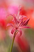 GUERNSEY NERINE FESTIVAL: CLOSE UP PLANT PORTRAIT OF THE PINK FLOWERS OF NERINE PEERESI. BULB, FLOWERING, BULBOUS, GUERNSEY, LILY