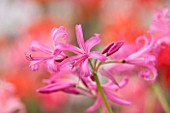 GUERNSEY NERINE FESTIVAL: CLOSE UP PLANT PORTRAIT OF THE PINK FLOWERS OF NERINE GOYA. BULB, FLOWERING, BULBOUS, GUERNSEY, LILY
