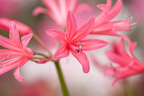 GUERNSEY_NERINE_FESTIVAL_CLOSE_UP_PLANT_PORTRAIT_OF_THE_PINK_FLOWERS_OF_NERINE_CLENT_CHARM_BULB_FLOW