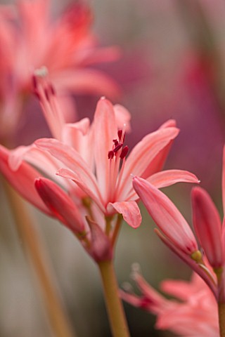 GUERNSEY_NERINE_FESTIVAL_CLOSE_UP_PLANT_PORTRAIT_OF_THE_PINK_FLOWERS_OF_NERINE_LYNDHURST_SALMON_BULB