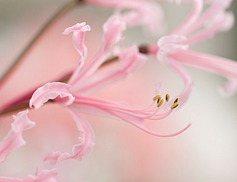 GUERNSEY_NERINE_FESTIVAL_CLOSE_UP_PLANT_PORTRAIT_OF_THE_PINK_FLOWERS_OF_NERINE_PERSII_MAJOR_BULB_FLO