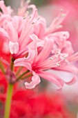 GUERNSEY NERINE FESTIVAL: CLOSE UP PLANT PORTRAIT OF THE PINK FLOWERS OF NERINE JILL SP. BULB, FLOWERING, BULBOUS, GUERNSEY, LILY