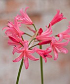 GUERNSEY NERINE FESTIVAL: CLOSE UP PLANT PORTRAIT OF THE PINK FLOWERS OF NERINE CLENT CHARM. BULB, FLOWERING, BULBOUS, GUERNSEY, LILY